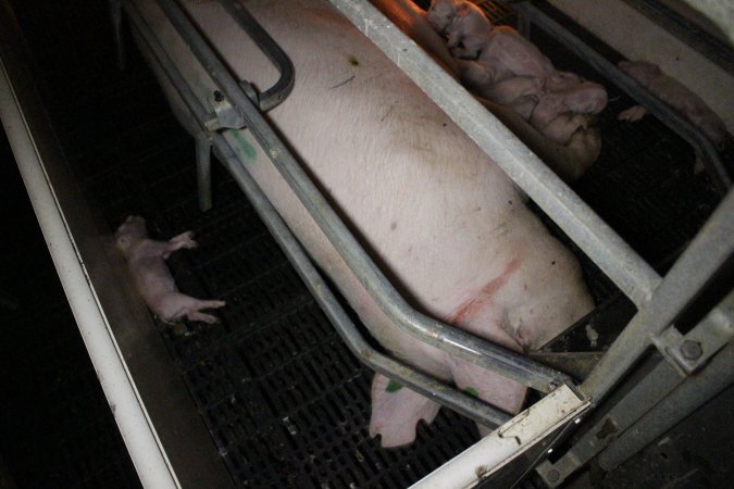 Farrowing crates at Sheaoak Piggery SA