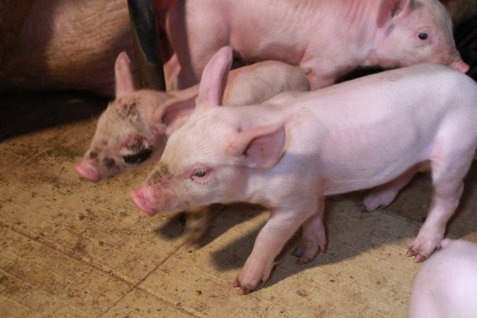 Piglet with facial wound