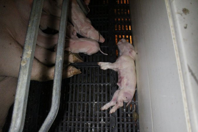 Farrowing crates at Sheaoak Piggery SA
