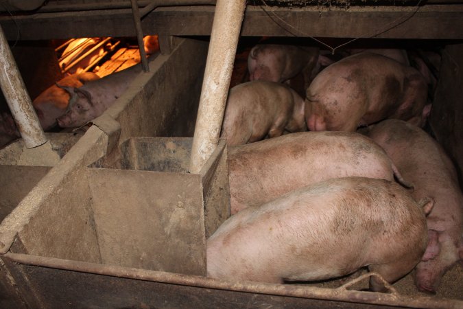 Grower pens underneath farrowing crates