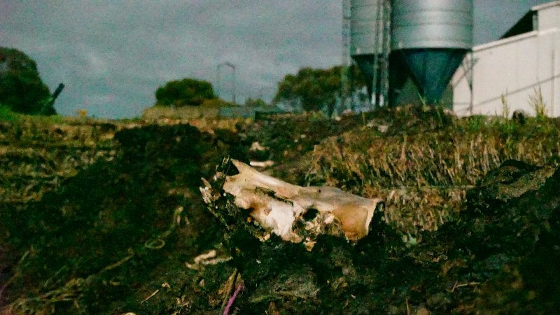 Skull on dead pile, shed in background