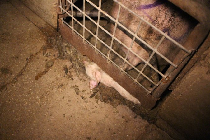 Farrowing crates at Korunye Park Piggery SA