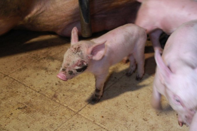 Piglet with facial wound