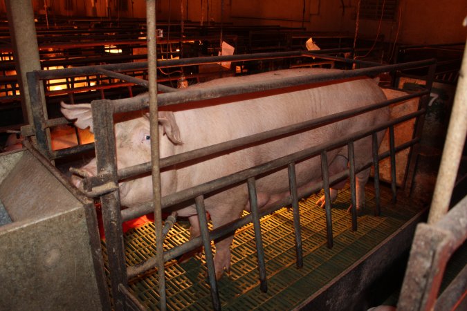 Farrowing crates at Bungowannah Piggery NSW