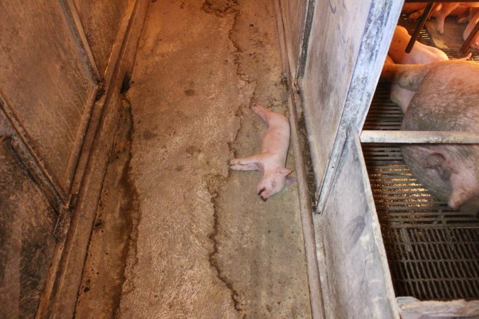 Dead piglet in aisle