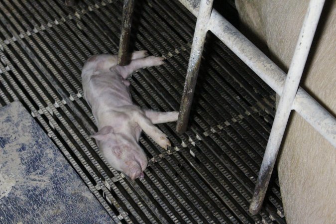 Farrowing crates at Huntly Piggery NSW