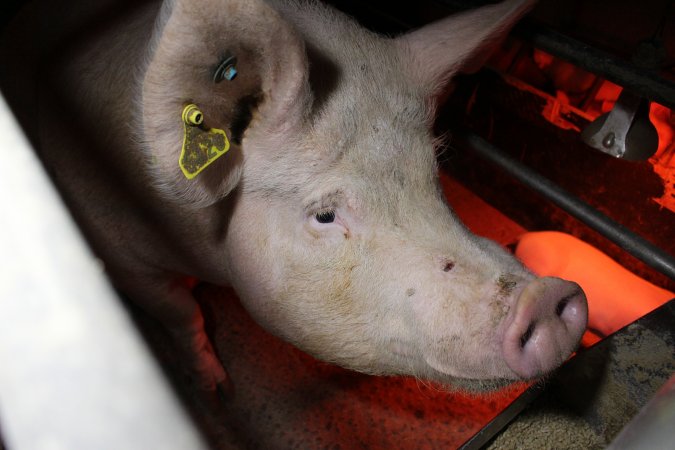 Farrowing crates at Finniss Park Piggery SA