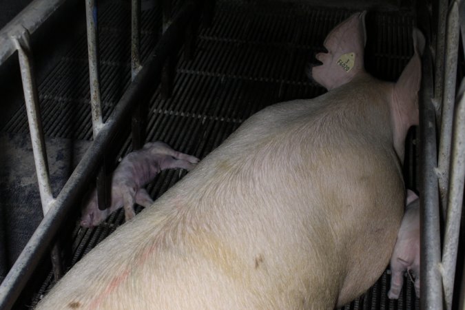 Farrowing crates at Huntly Piggery NSW