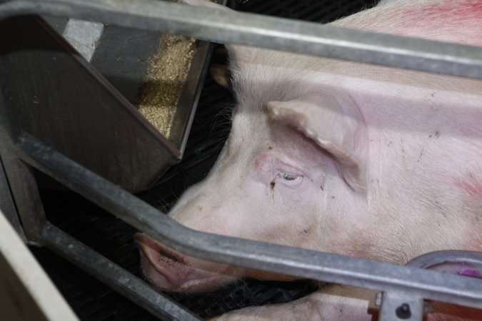 Farrowing crates at Mindarra Piggery WA