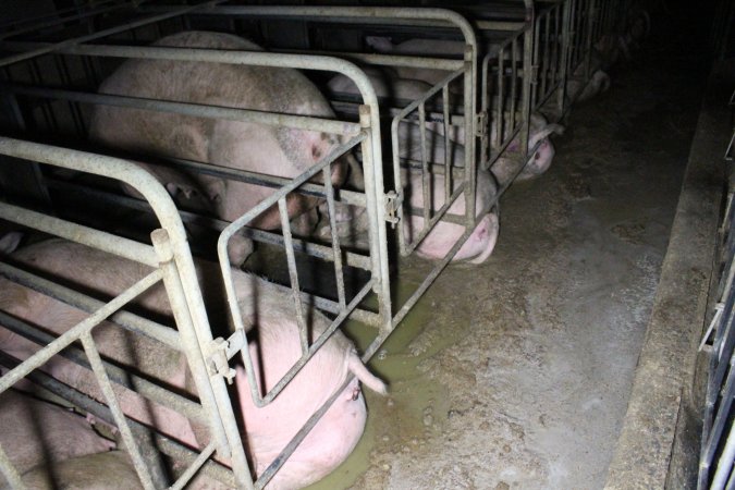 Sows in sow stalls living in thick excrement