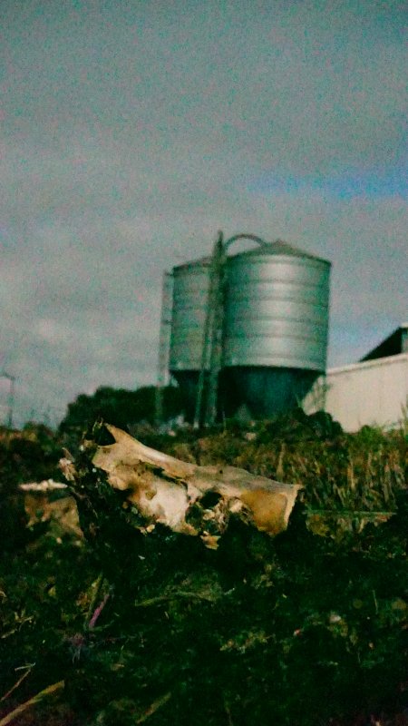 Skull on dead pile, shed in background