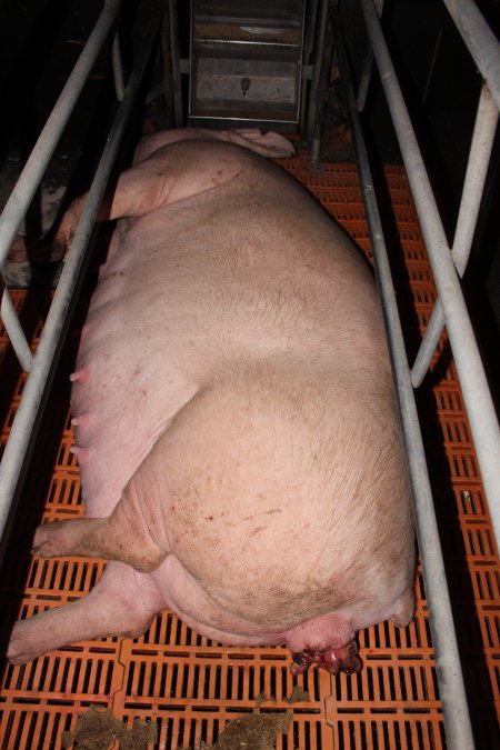 Farrowing crates at Wasleys Piggery SA