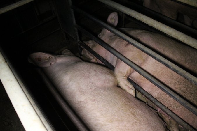 Sow stalls at Deni Piggery NSW