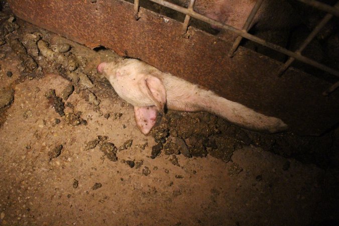 Farrowing crates at Korunye Park Piggery SA