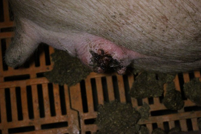 Farrowing crates at Wasleys Piggery SA