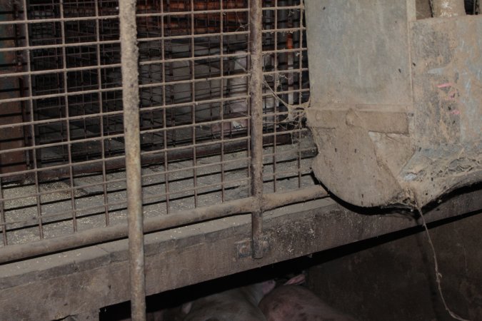 Grower pens underneath farrowing crates