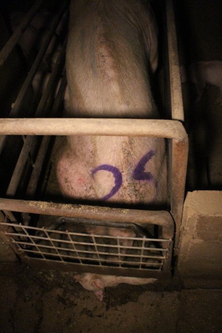 Farrowing crates at Korunye Park Piggery SA