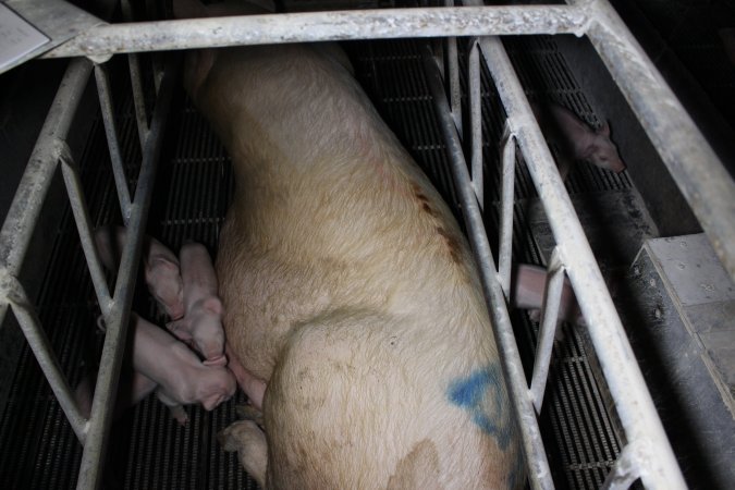 Farrowing crates at Huntly Piggery NSW