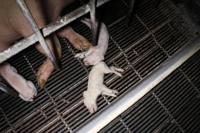 Farrowing crates at Huntly Piggery NSW