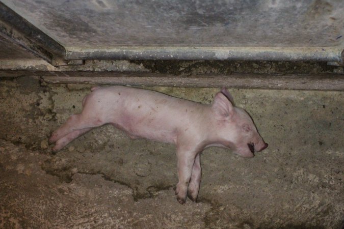 Dead piglet in aisle