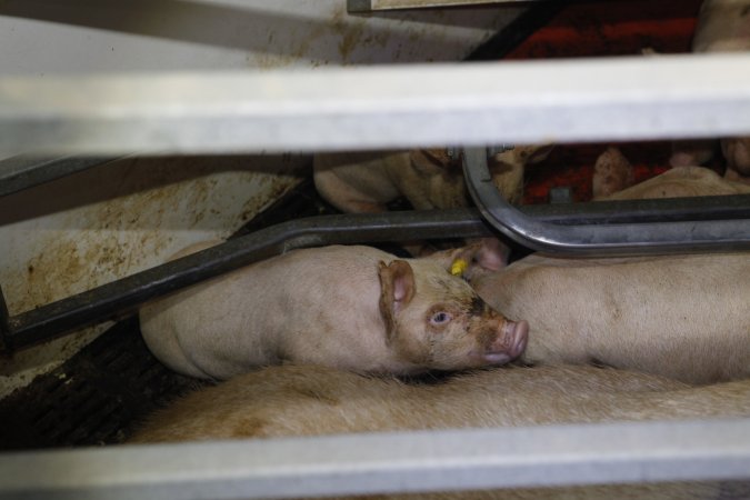 Farrowing crates at Mindarra Piggery WA