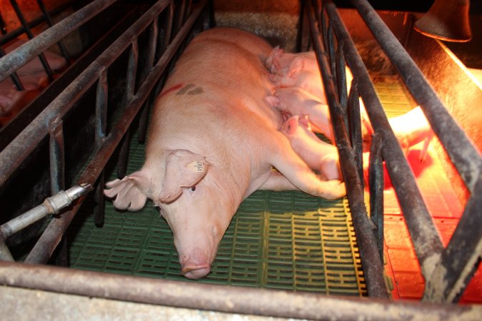 Farrowing crates at Bungowannah Piggery NSW