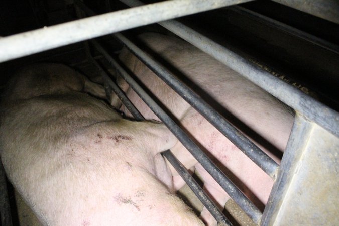 Sow stalls at Deni Piggery NSW