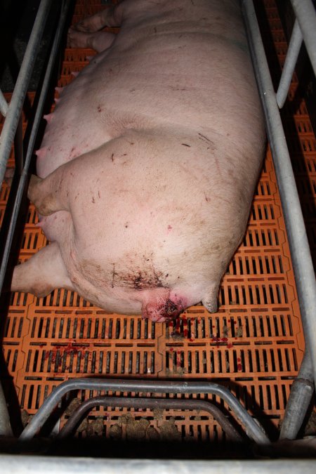 Farrowing crates at Wasleys Piggery SA