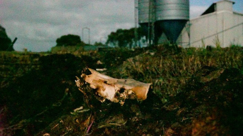 Skull on dead pile, shed in background