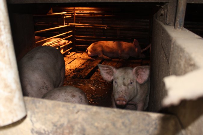 Grower pens underneath farrowing crates