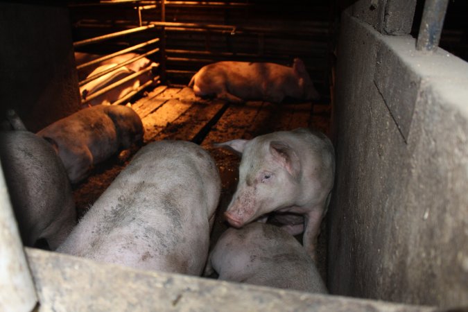 Farrowing crates at Willawa Piggery NSW