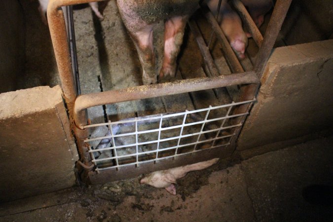 Farrowing crates at Korunye Park Piggery SA