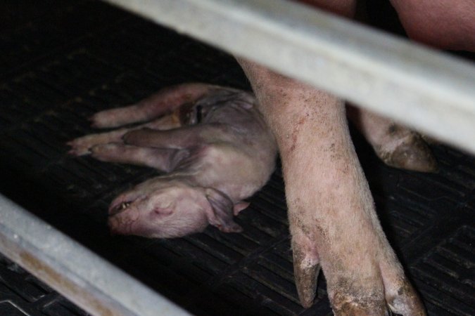 Piglet crushed by mother