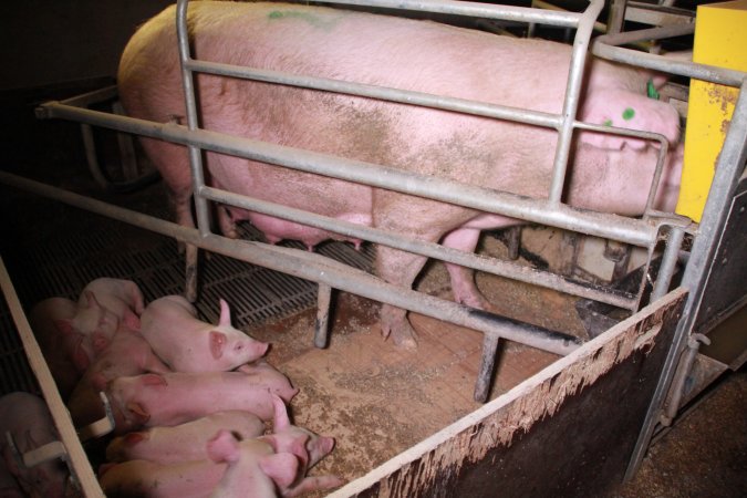 Farrowing crates at Girgarre Piggery VIC