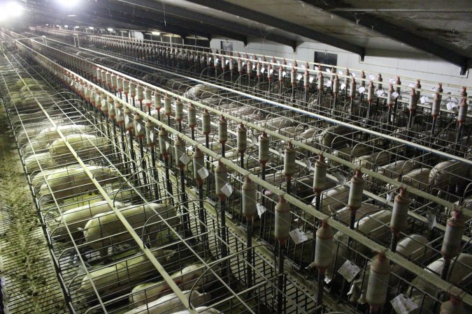 Wide view of huge sow stall shed from above