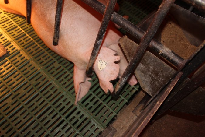 Farrowing crates at Bungowannah Piggery NSW