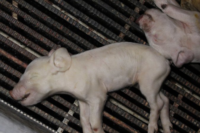 Farrowing crates at Huntly Piggery NSW