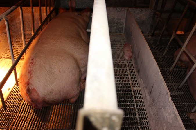 Farrowing crates at St Arnaud Piggery VIC