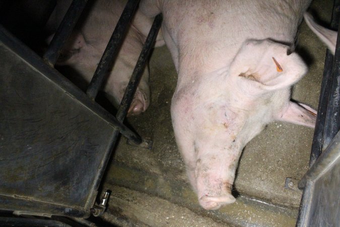 Sow stalls at Deni Piggery NSW