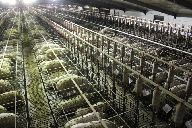 Wide view of huge sow stall shed from above