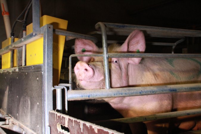 Farrowing crates at Girgarre Piggery VIC