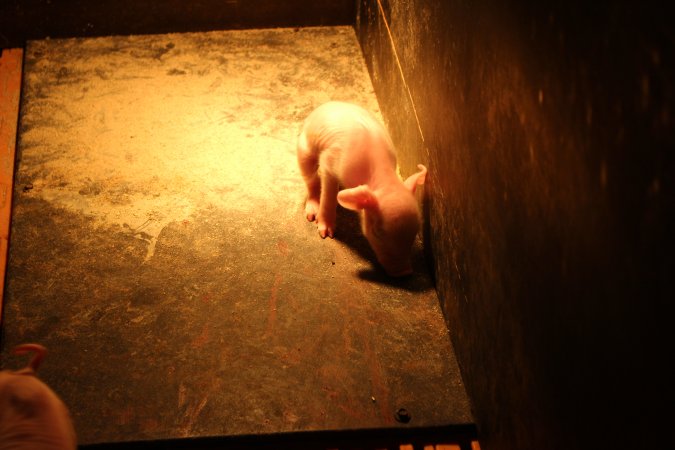 Farrowing crates at Wasleys Piggery SA