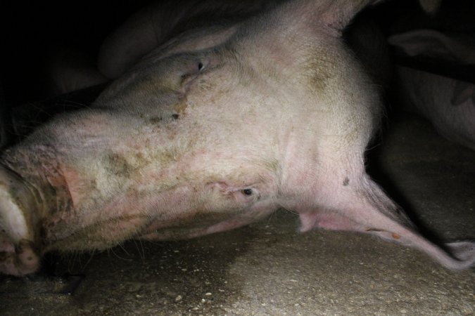 Sow stalls at Deni Piggery NSW