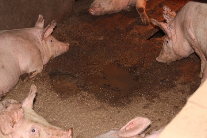 Grower pens underneath farrowing crates