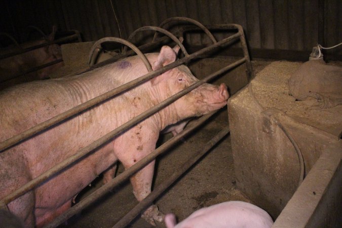 Farrowing crates at Korunye Park Piggery SA