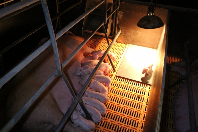 Farrowing crates at Wasleys Piggery SA