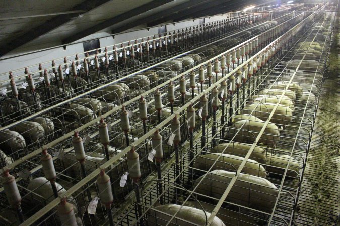 Wide view of huge sow stall shed from above