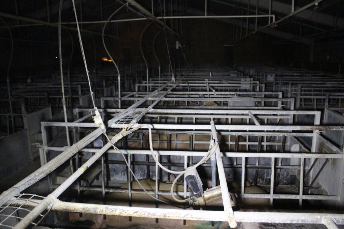 Farrowing crates at Huntly Piggery NSW