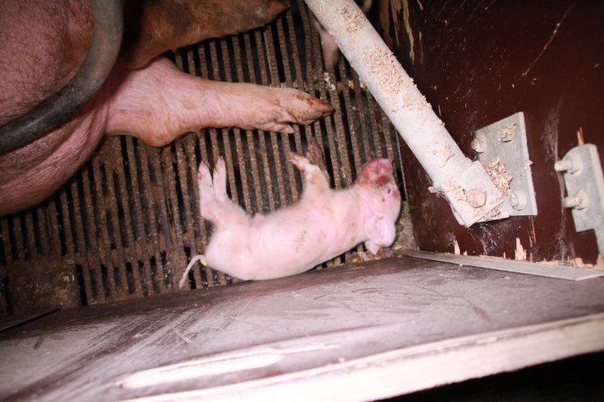 Farrowing crates at Girgarre Piggery VIC