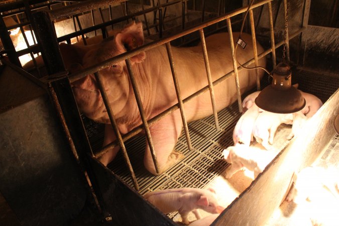 Farrowing crates at St Arnaud Piggery VIC